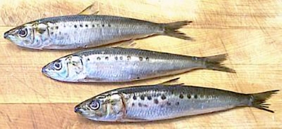 أنواع سمك السردين 8. التحديات التي تواجه مصدري أنواع سمك السردين
