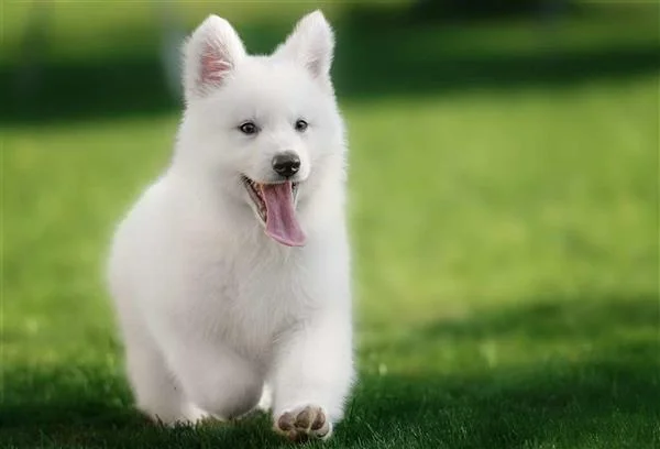 De 10 smukkeste hvide hunde i verden